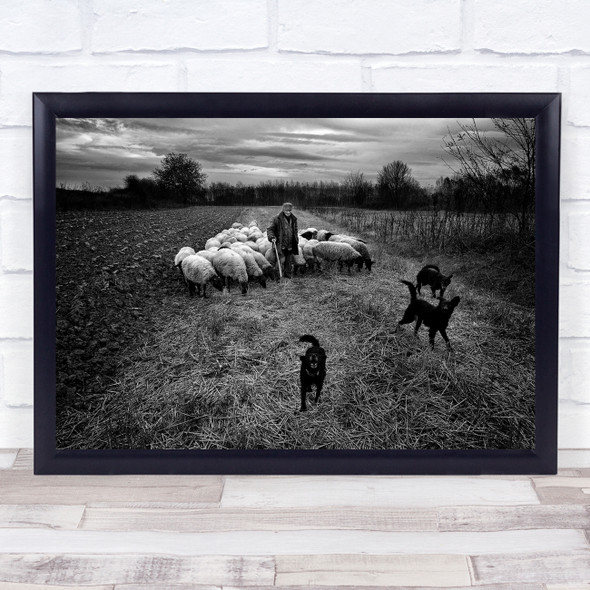 Herding Sheep Together black and white Wall Art Print