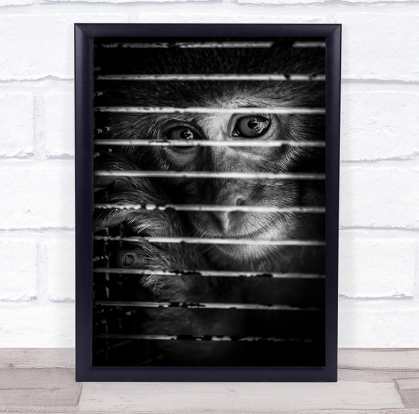 Monkey in cage black and white animals Wall Art Print