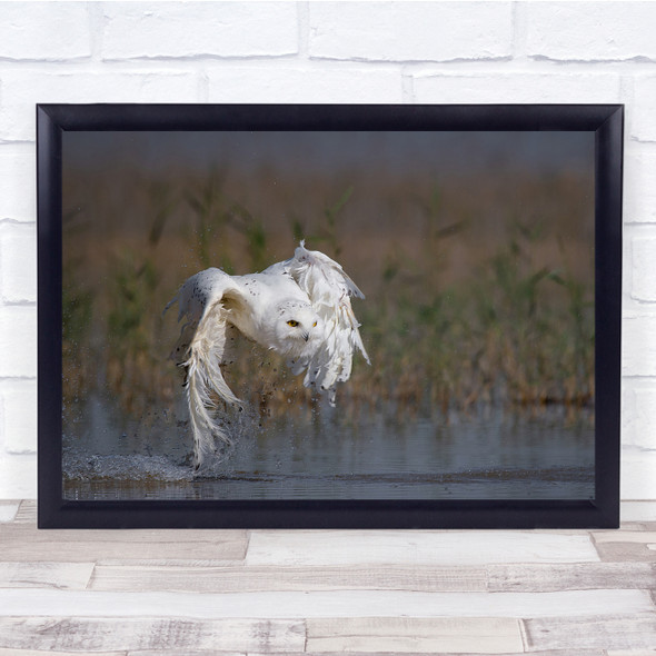 Owl white flying splash in action lake Wall Art Print