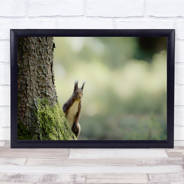 Squirrel Mammal Animal Wildlife Hiding Wall Art Print