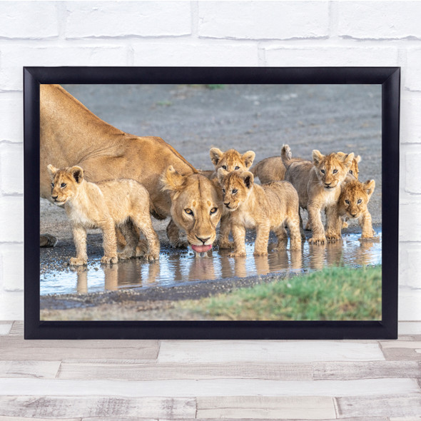 Watering Hole Lion Cubs Family Animals Wall Art Print