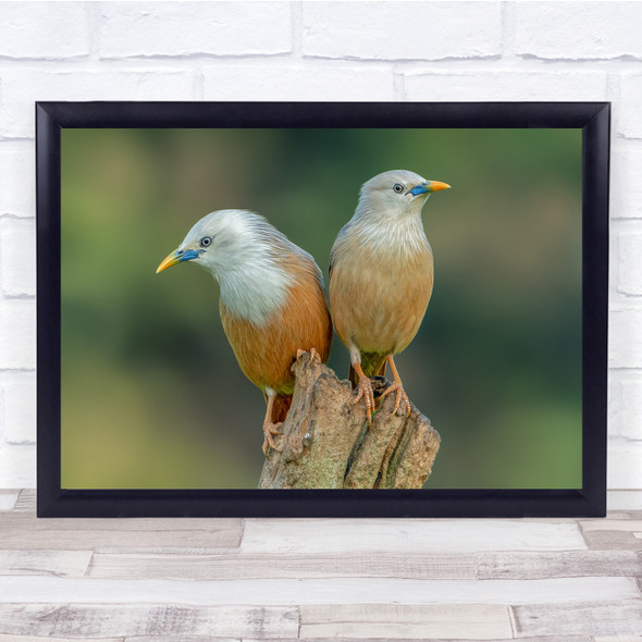 Wildlife Nature Twins Love Birds Bokeh Wall Art Print