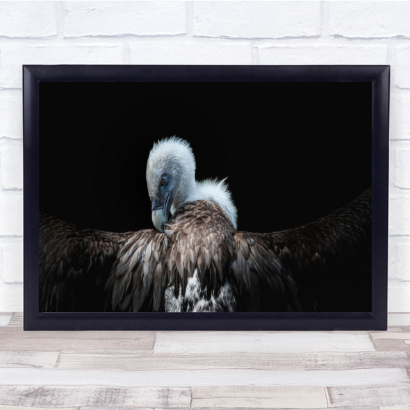 Animals Wing Vulture nature close ups Wall Art Print