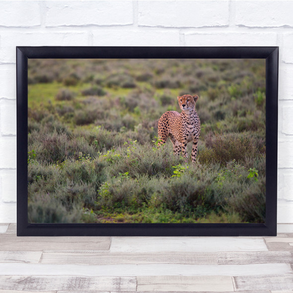 Cheetah Feline Safari Animal Wildlife Wall Art Print