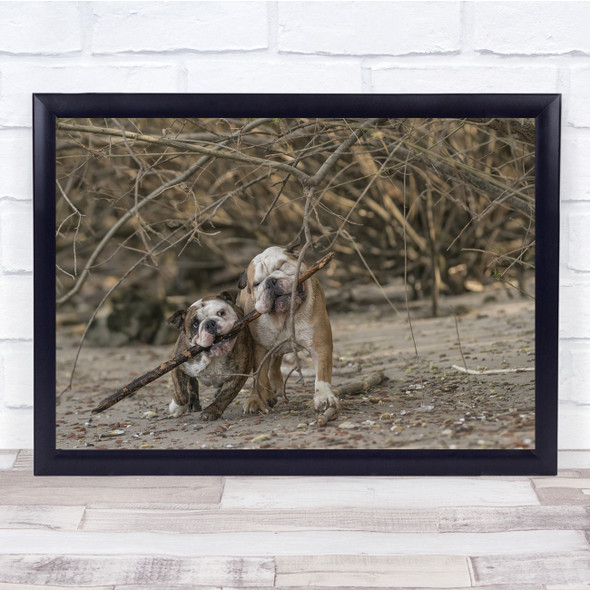 Dogs Animals Fetch Sticks Brown Beige Wall Art Print