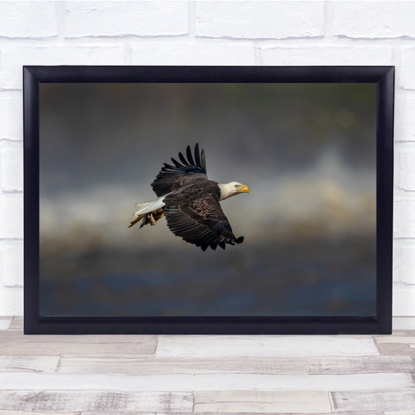 Eagle Soaring Flight Bokeh Wings Bald Wall Art Print