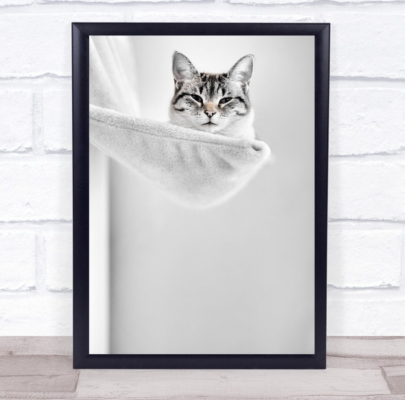 Elevated Cat pure white animal sleepy Wall Art Print