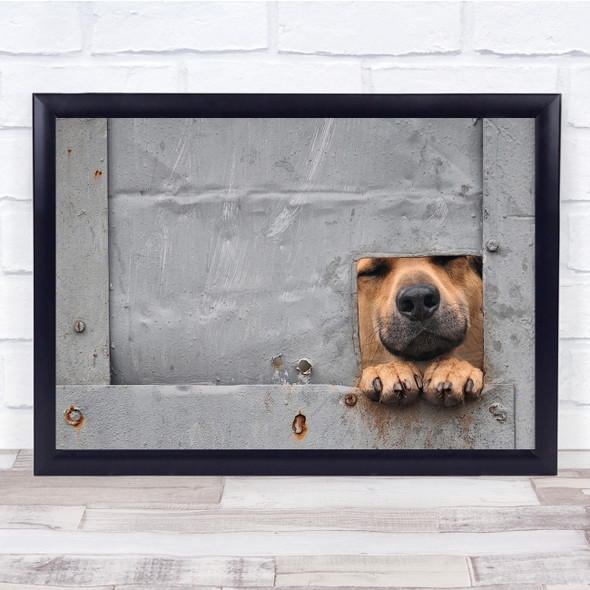 Fence Window Sofia Bulgaria Happy Dog Wall Art Print