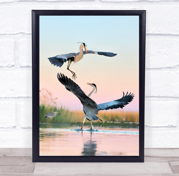 Fight birds wings water nature battle Wall Art Print