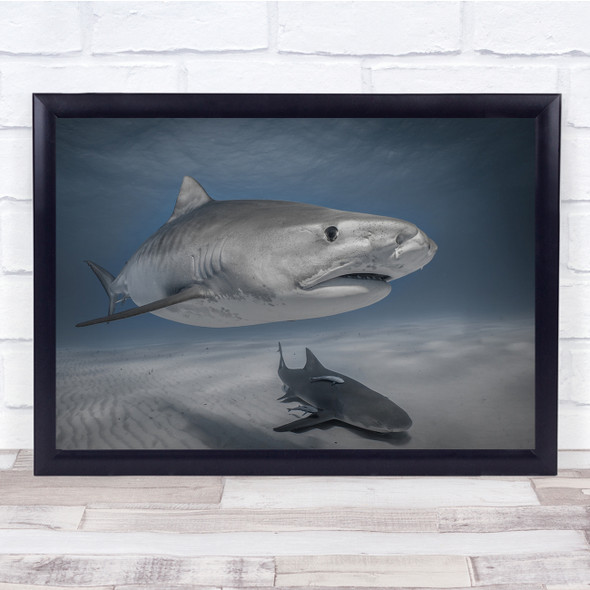 Hello There Sharks Sealife underwater Wall Art Print