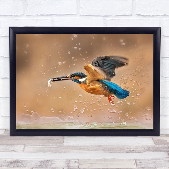 Kingfisher Birds Water Splash Animals Wall Art Print