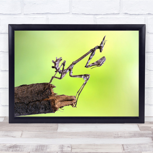 Mantis Wildlife Insect Bugs Wood Tree Wall Art Print