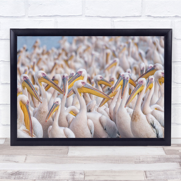 Pelicans Birds Animal Wildlife Nature Wall Art Print