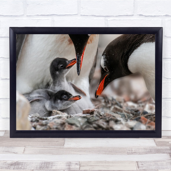 Penguins Feeding Wildlife Nature cute Wall Art Print