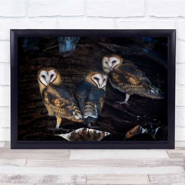 Wildlife Nature Animal Bird Brown Owl Wall Art Print