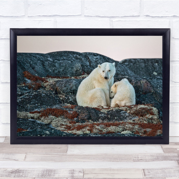 Polar Bear polarcub rock sitting sky Wall Art Print