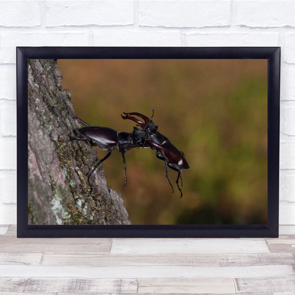 Action Beetle Bug Fight Insect Macro Wall Art Print