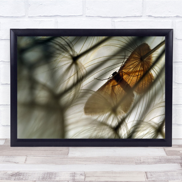 Butterfly Seeds Insect Geometer Moth Wall Art Print