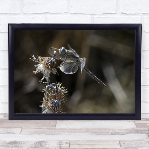 Dragonfly Insect Flowers Fall Autumn Wall Art Print