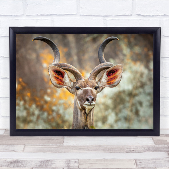 Greater Kudu Antlers Curled Wildlife Wall Art Print