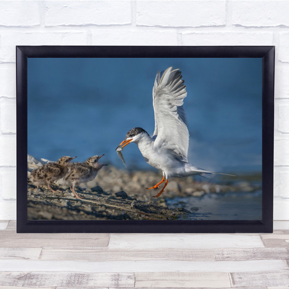 Incoming bird with fish wings spread Wall Art Print