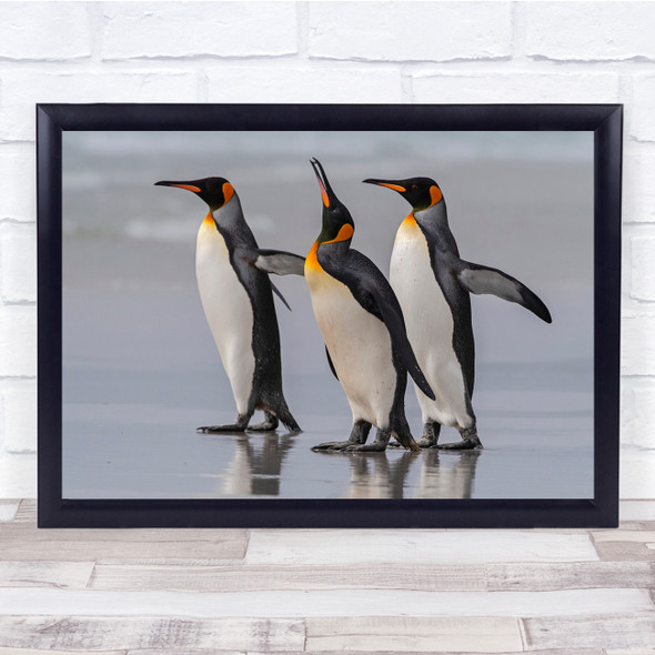 Nature Wildlife King Penguin Animals Wall Art Print