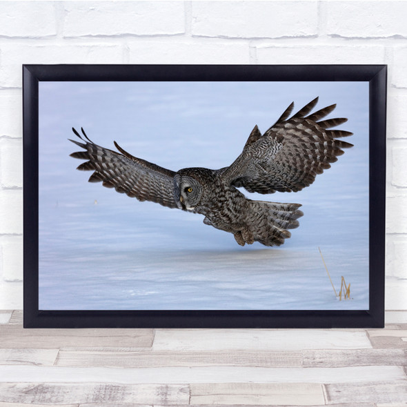 Owl Bird Snow Winter Wildlife Nature Wall Art Print