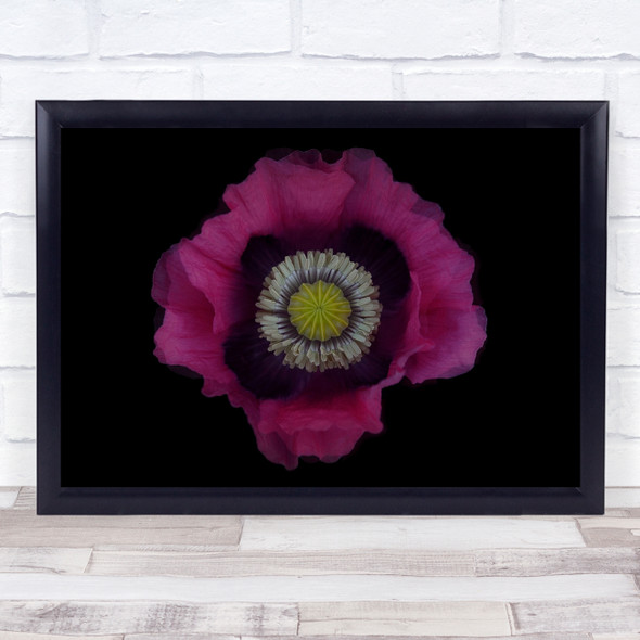 Poppy Flower Papaver purple close up Wall Art Print