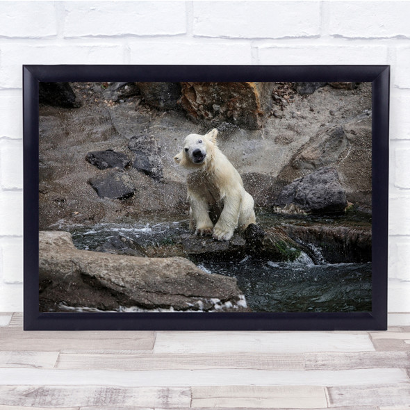 Zoo Animals Polar Bear Splash Water, Wall Art Print