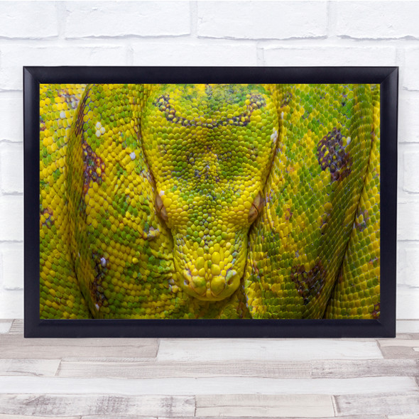 Animals Snakes Reptiles Scales Head Wall Art Print