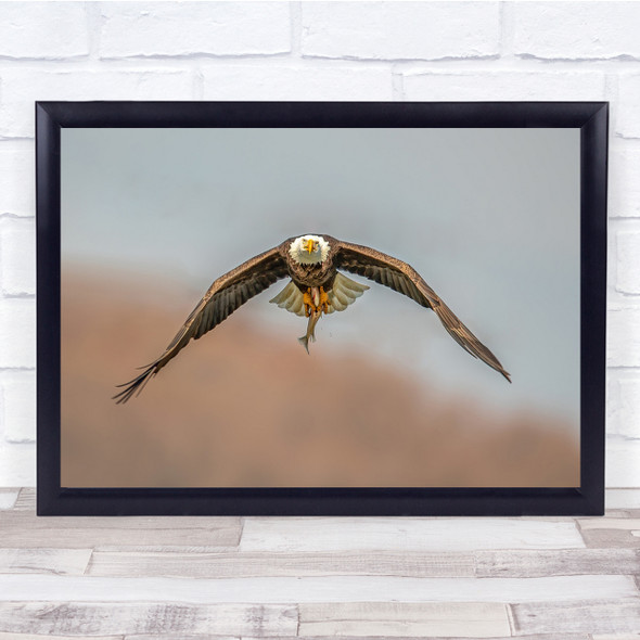 Eagle Catch Prey Fish Caught Flight Wall Art Print