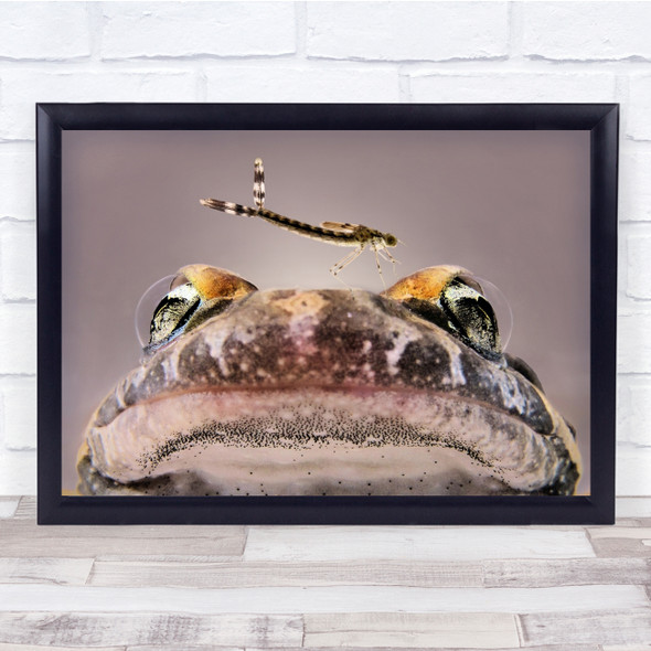 Frog Toad Dragonfly Insect Eyes Bug Wall Art Print