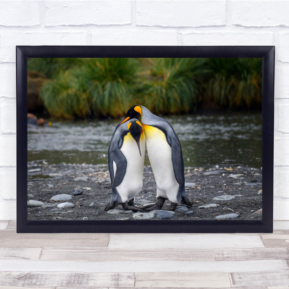 King Penguin Couple nature wildlife Wall Art Print