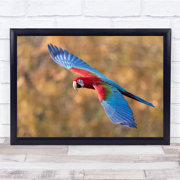 Macaw Parrot Colourful Bokeh nature Wall Art Print