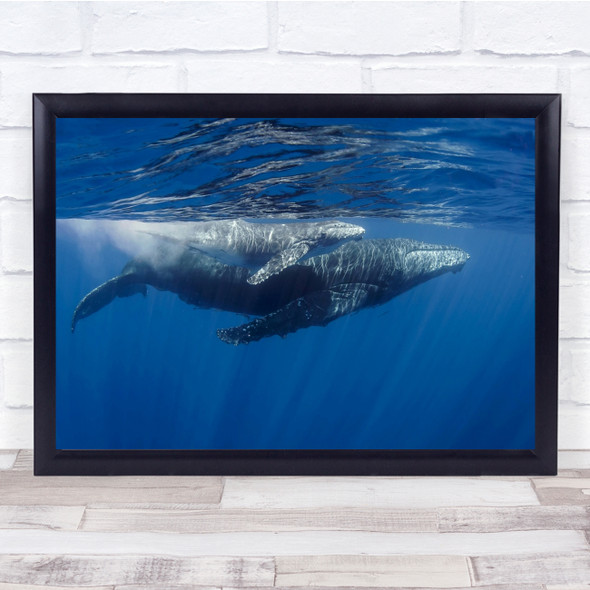 Humpback Whales Sealife underwater Wall Art Print