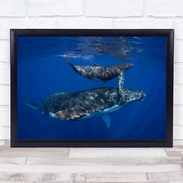 Humpback Whales underwater Sealife Wall Art Print