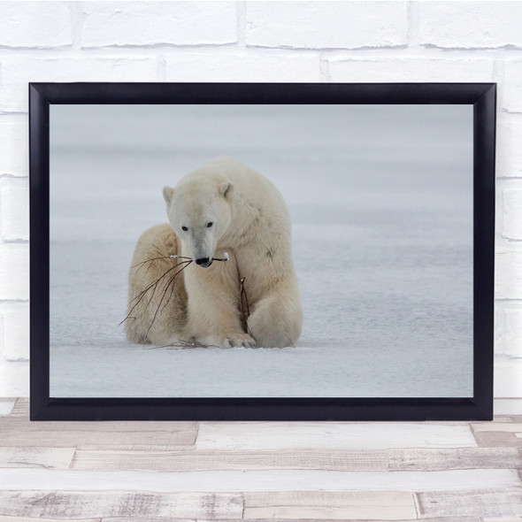Polar Bear With Branch Eating snow Wall Art Print
