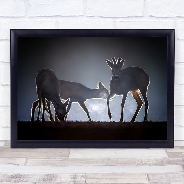 Roe Deer Wildlife Nature Backlight Wall Art Print
