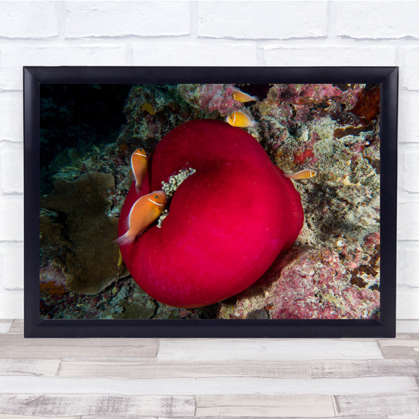 Underwater Tomato Clown Fish Coral Wall Art Print