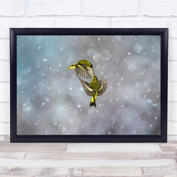 Wildlife Animal Nature Bird Yellow Wall Art Print