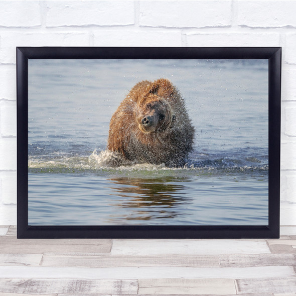 Bear Grizzly Water Swimming Shake Wall Art Print