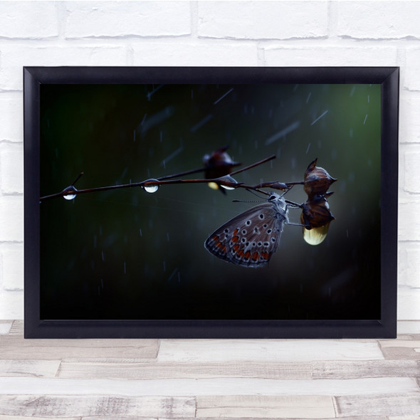 Butterfly Insect Drops Macro Rain Wall Art Print