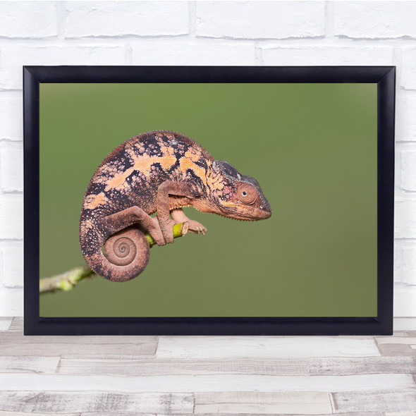 Chameleon Nature Wildlife reptile Wall Art Print