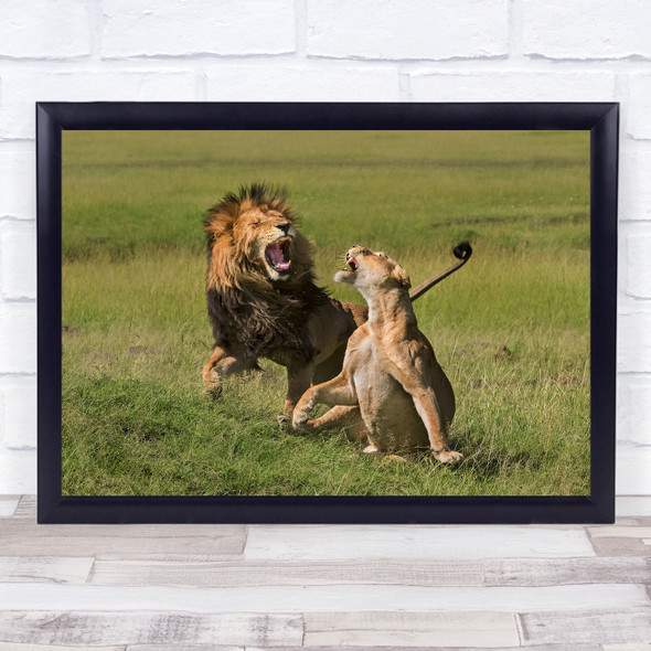 Lions Roar angry wildlife animals Wall Art Print
