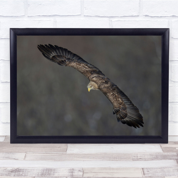 Nature wildlife eagle bird flying Wall Art Print
