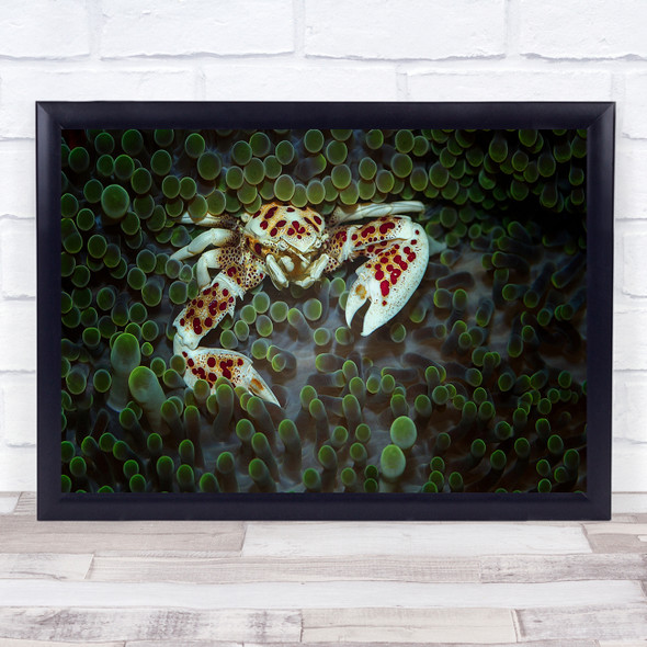 Porcelain Crab underwater Sealife Wall Art Print