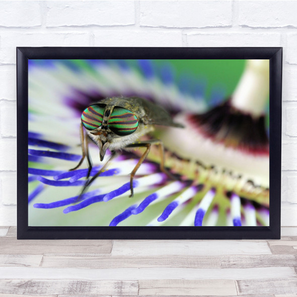 Eye Colour Blue White Bee Insect Wall Art Print