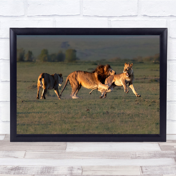 Lion Fighting Chase Pride Nature Wall Art Print