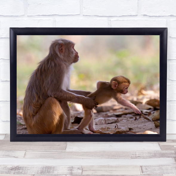 Mother grabbing baby monkey cute Wall Art Print