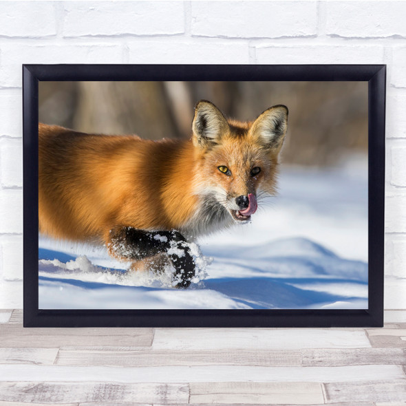 Wild Fox Winter Wildlife Hunting Wall Art Print